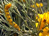 Cloudless Sulphur Larvae on Cassia artemisioides 
